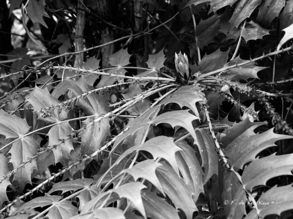 Bois des Moutiers (7) Mai 2012